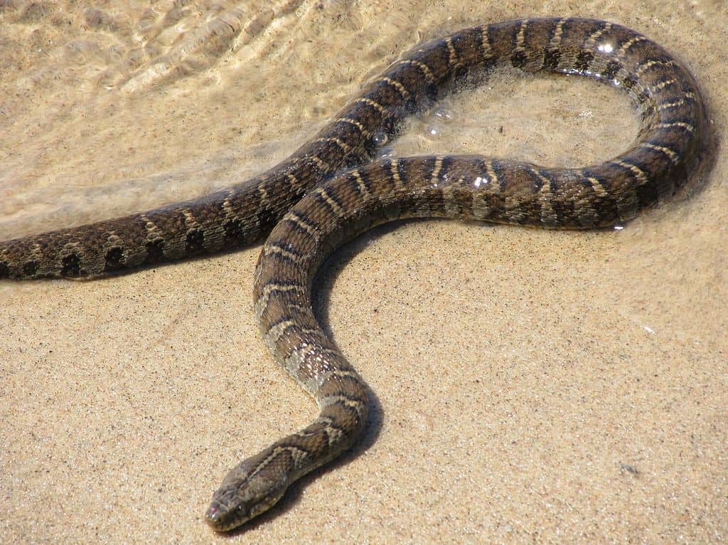 Northern Water Snake - Ottawa Riverkeeper