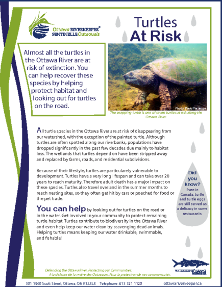 Turtles at Risk