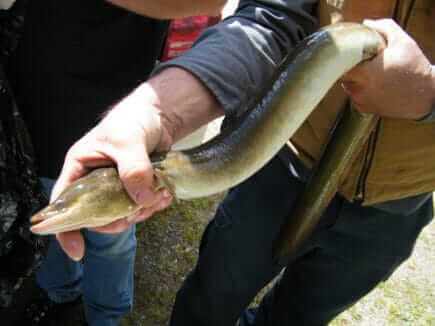 American eel being held