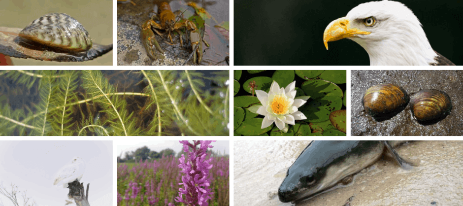 Invasive Species - Ottawa Riverkeeper | Garde-rivière des Outaouais