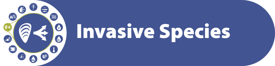 Invasive Species - Ottawa Riverkeeper | Garde-rivière des Outaouais