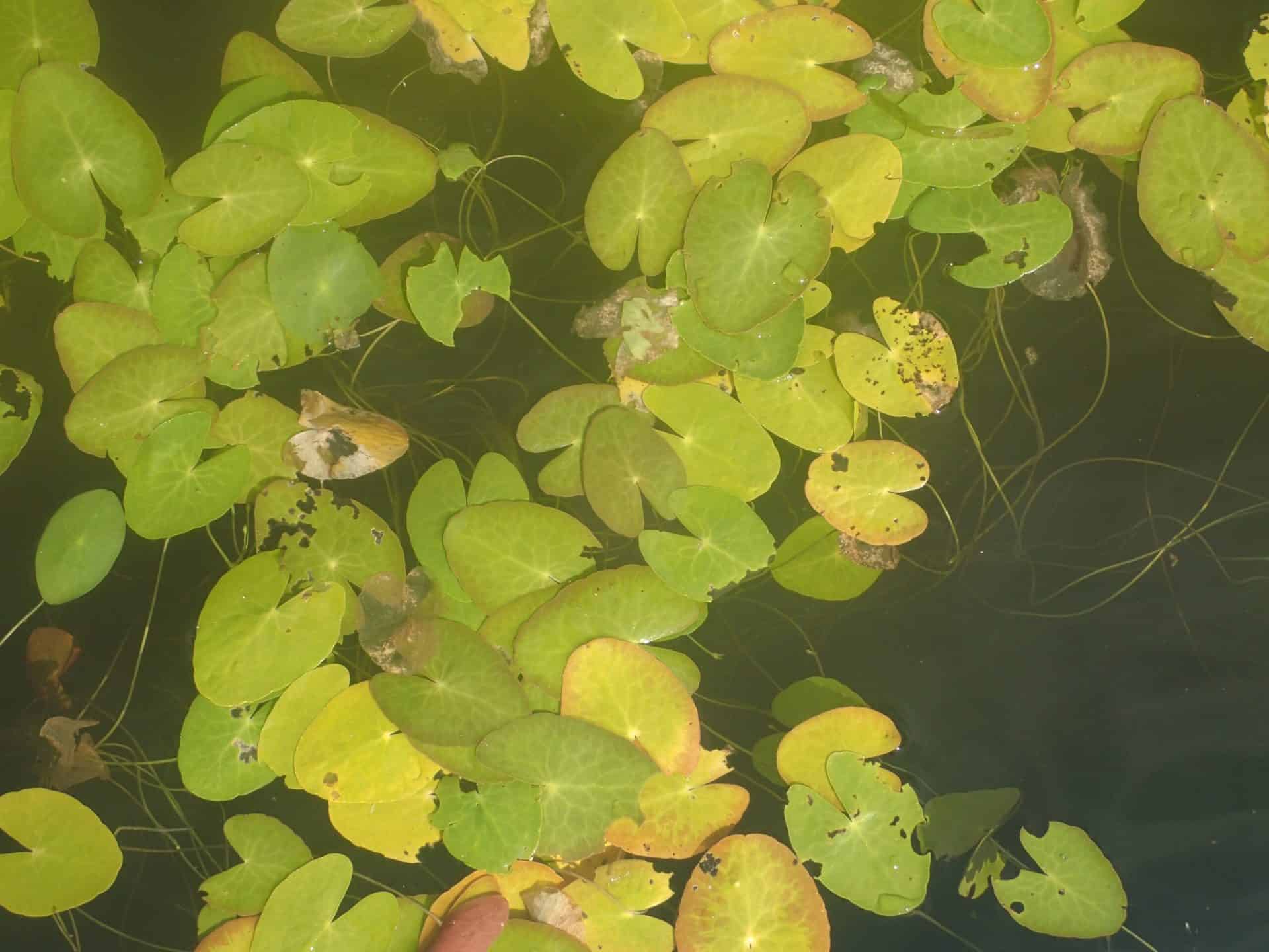 Invasive or not? Responding to potential invaders requires proper ...