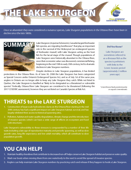 Lake Sturgeon Fact Sheet