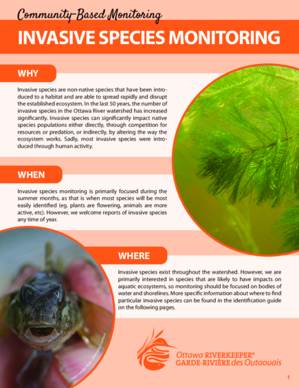 A screenshot of our invasives species monitoring guide, availble as a PDF.