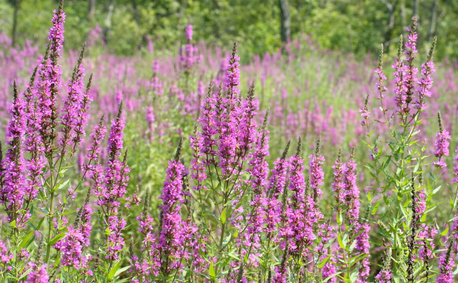 Invasive Species Monitoring - Ottawa Riverkeeper | Garde-rivière des ...