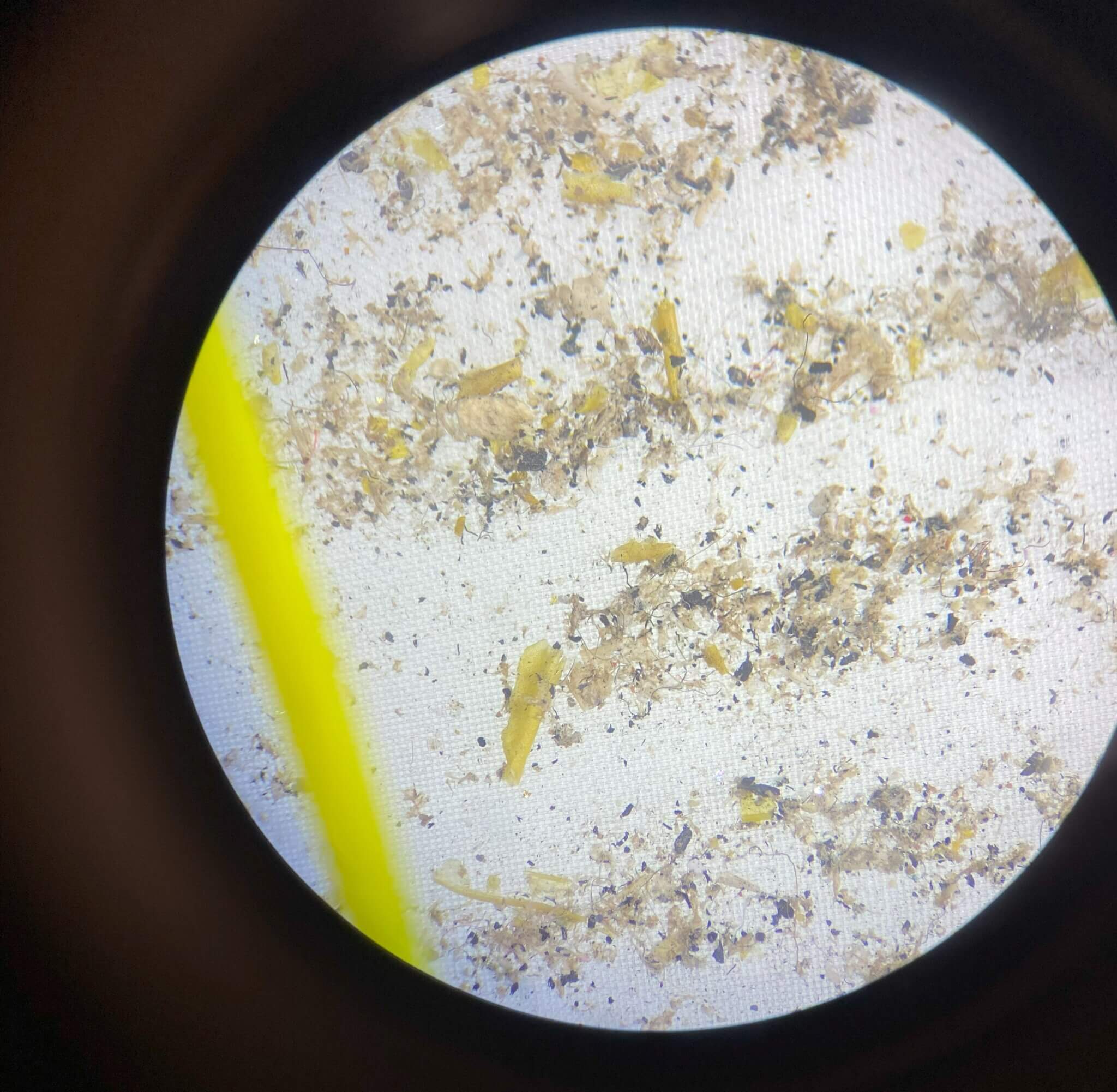 High school students dive deep on the issue of microplastics Ottawa