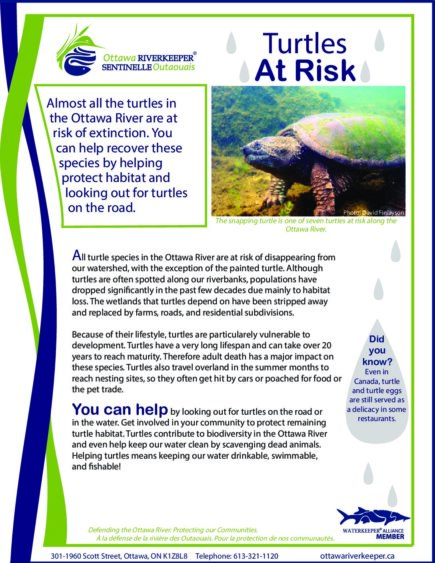 Turtles at Risk. (June 2014) - Ottawa Riverkeeper | Garde-rivière des ...